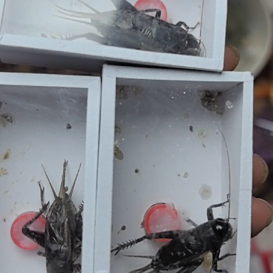 蟋蟀北京黑虫三个漂亮