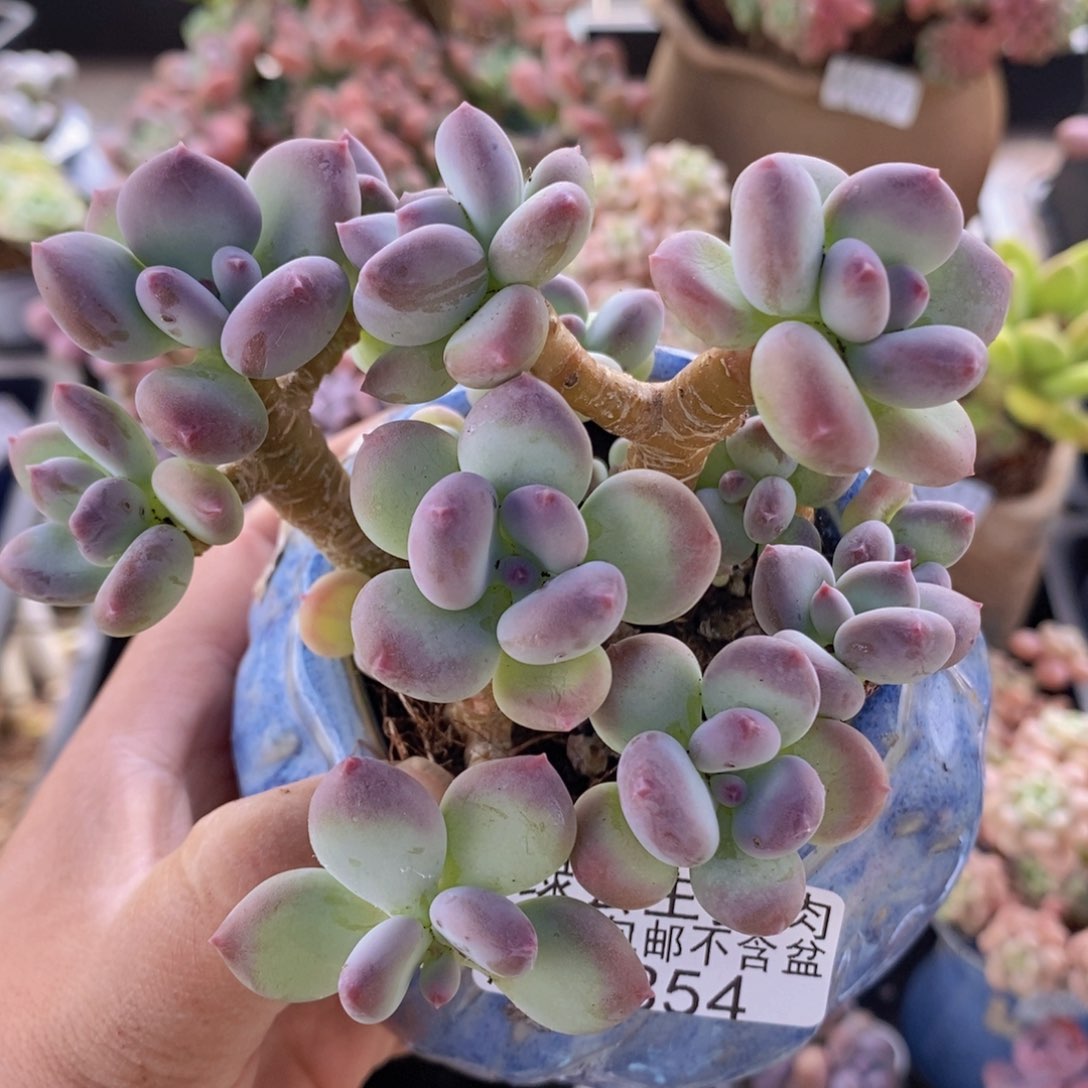 苹果奶不包整9cm354多肉酱