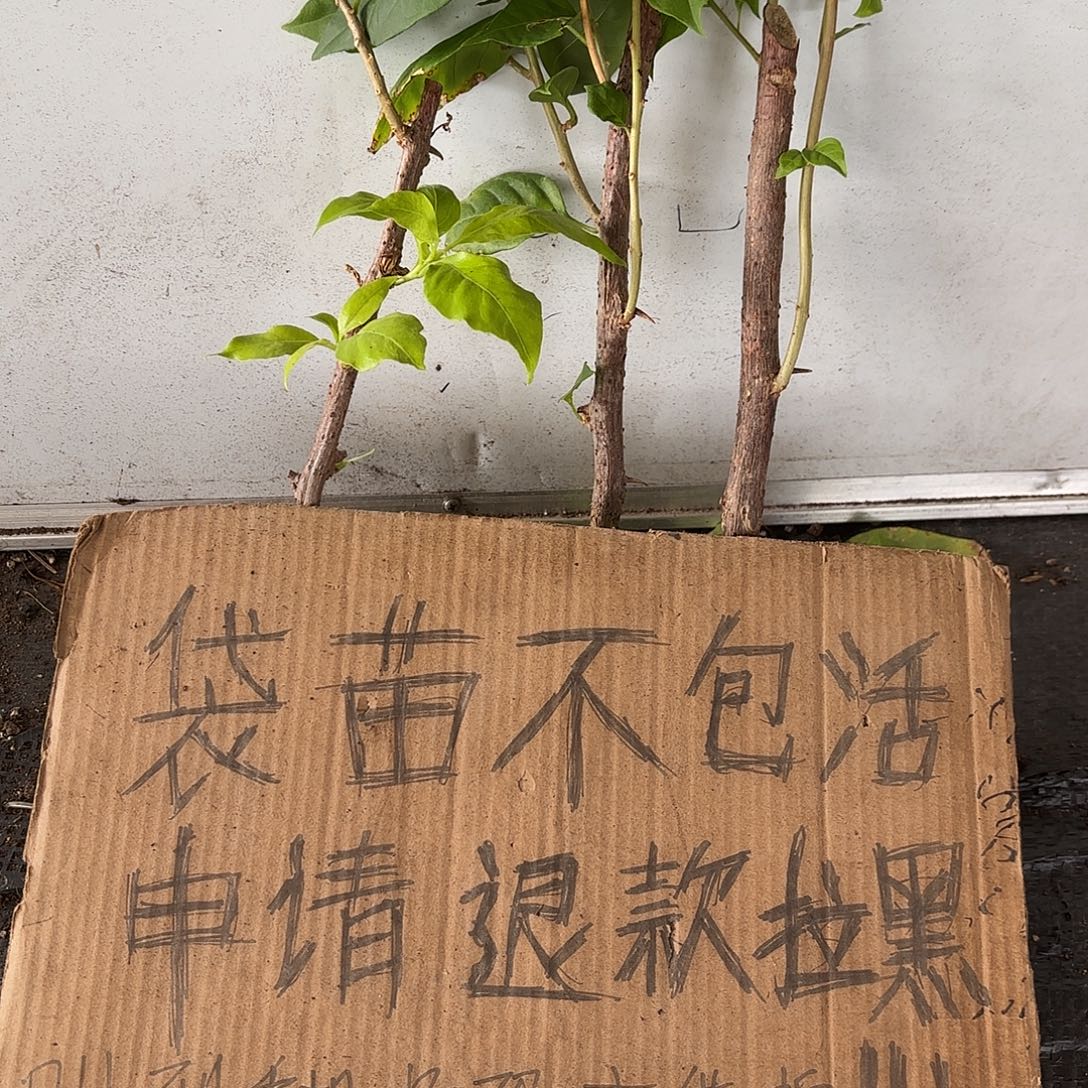 *****当前无花栽培后可以开花袋苗盲盒三颗8