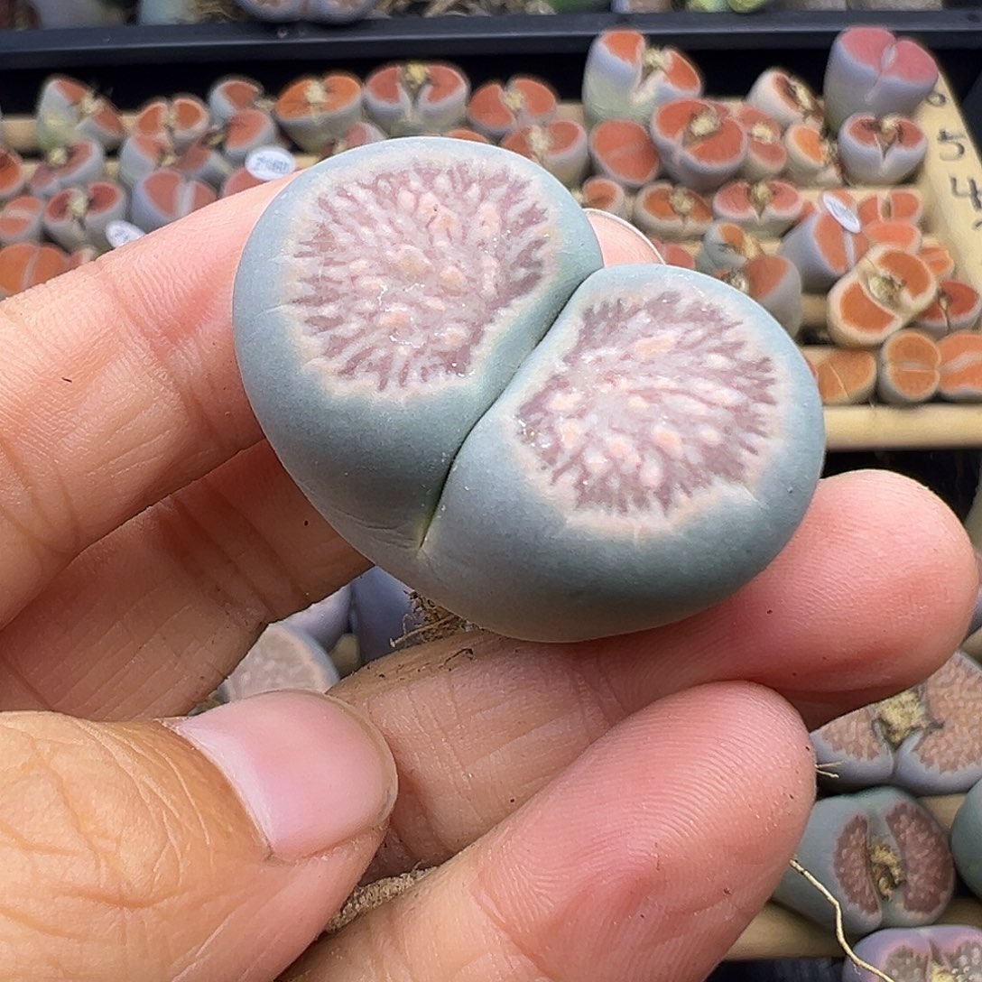 1461绿体菊福利111111