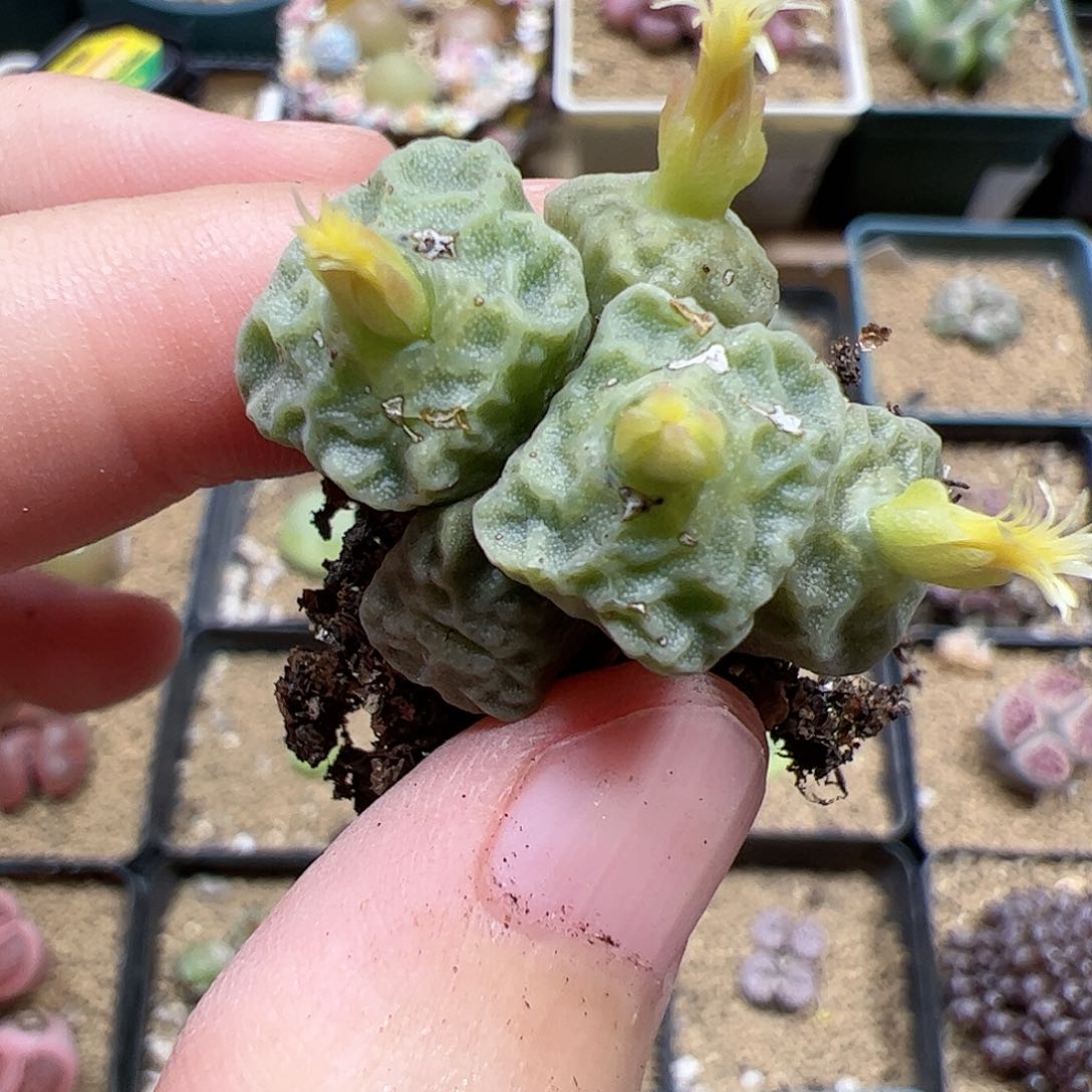 【闪购商品】341 烧麦