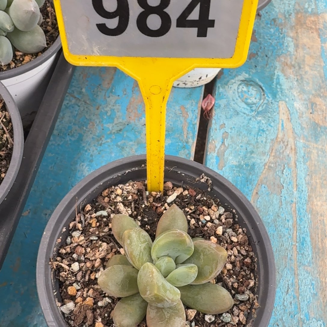 多肉植物漂亮单头984