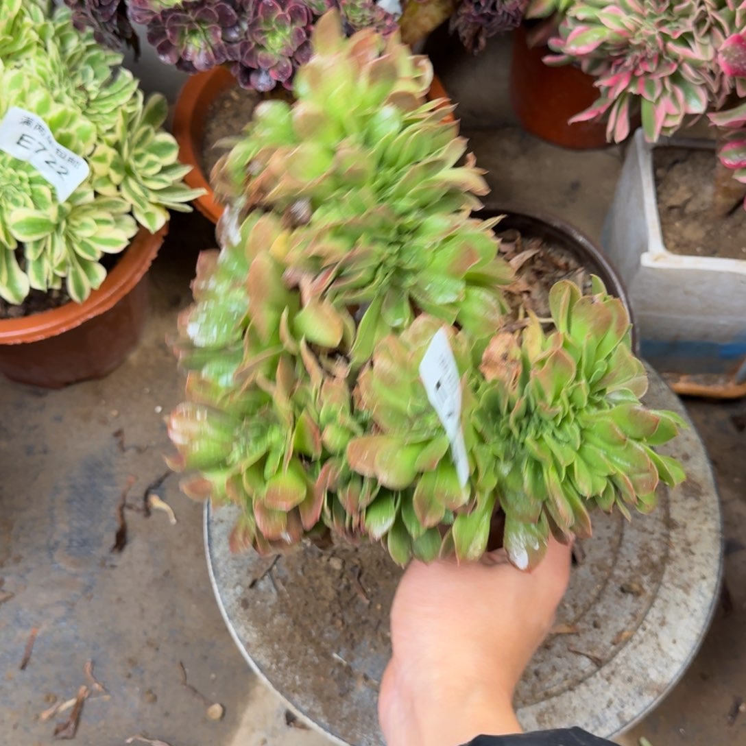 733柠檬缀化法师多肉