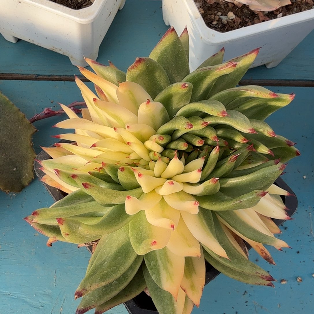 清纯乌木锦缀，多肉植物