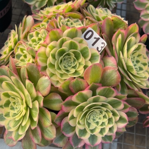 013玉姿25厘米左右