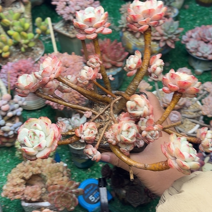 香草老桩 一物一拍