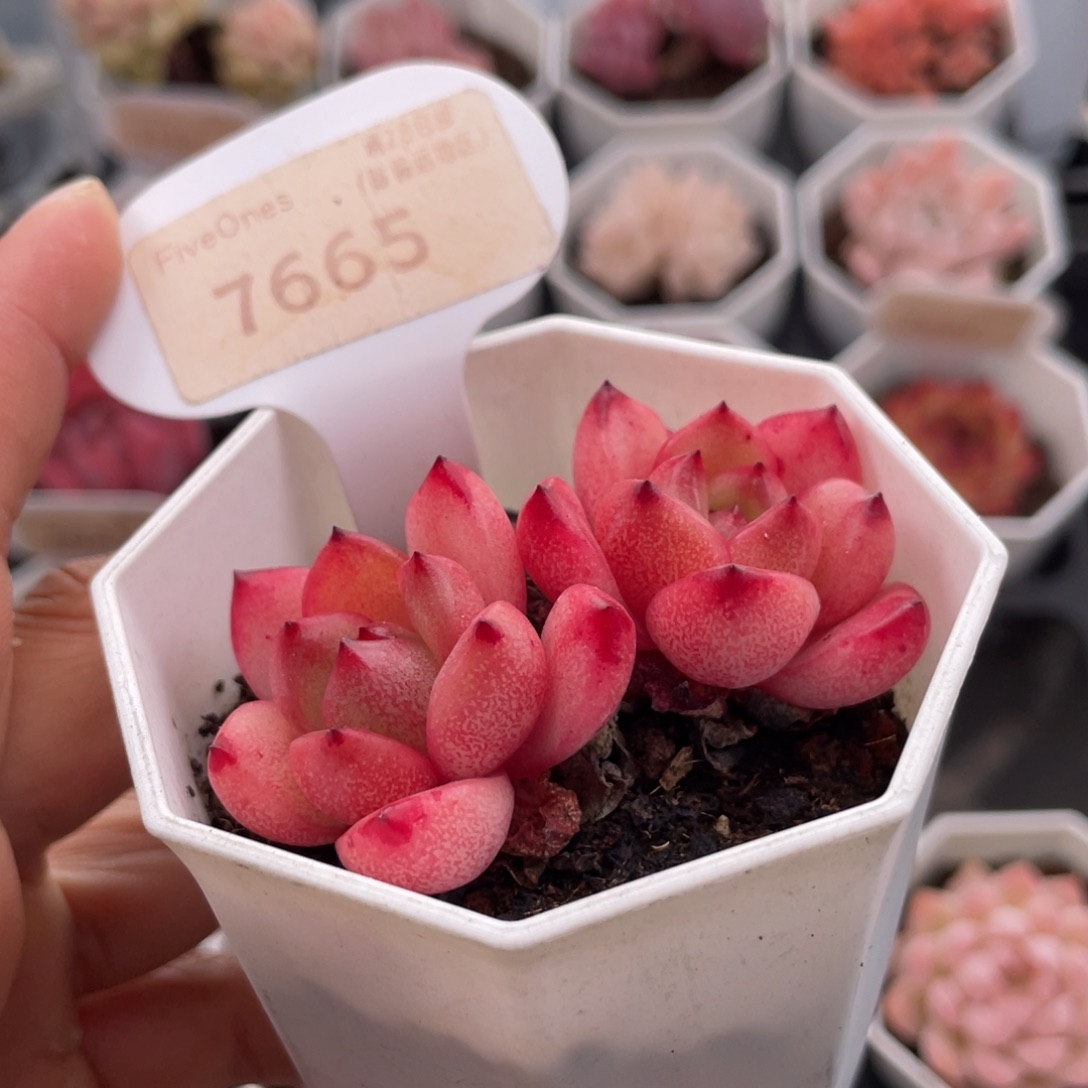 Tm7665-6.0厘米左右