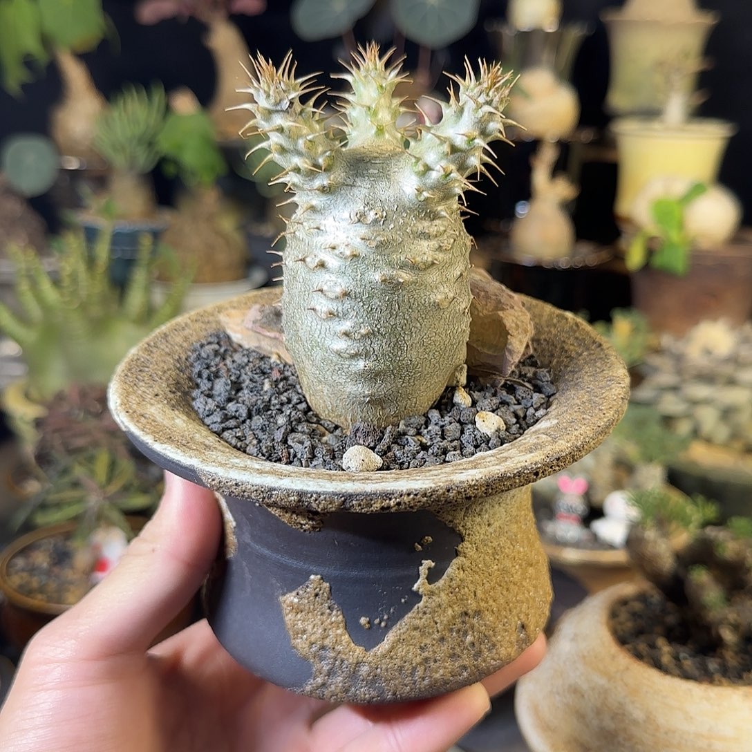 一物一拍象牙宫42