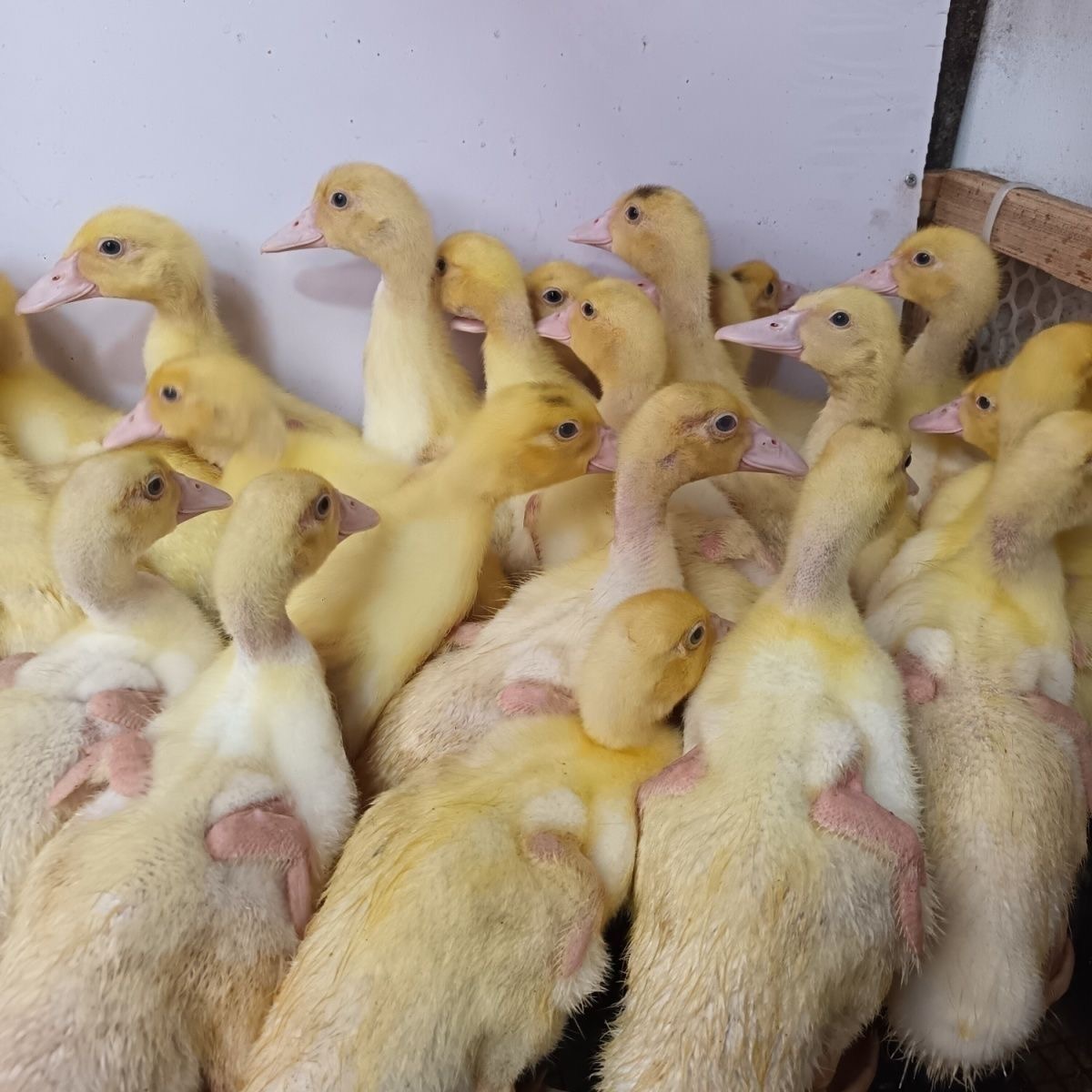 一只20顺丰包邮宠物鸭红头红脸无需保温凤头回家养7两到一斤左右