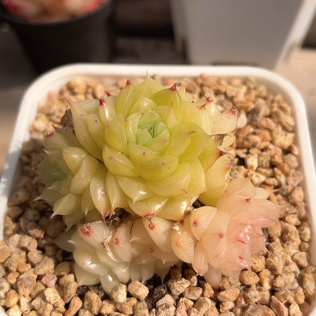 优选麦秆福利9267