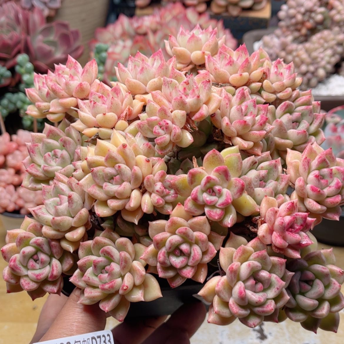 【闪购商品】733璀璨