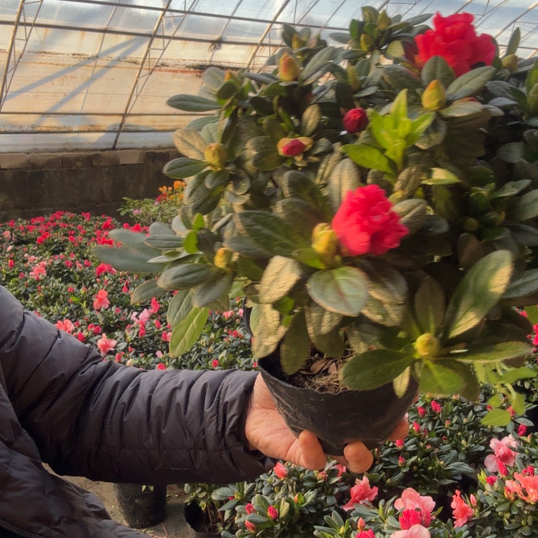 大量花朵（建议范围：8朵-15朵 或40%以上）经典杨梅红杜鹃