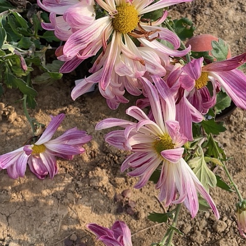 完全开放3x49大苗