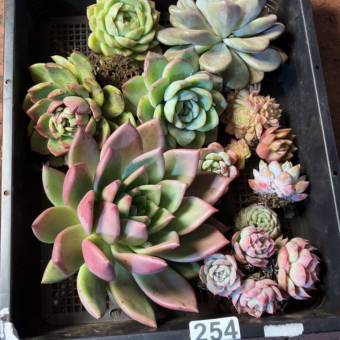 多肉植物框拍254号