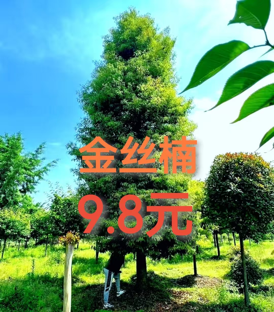 四川金丝楠木-试种
