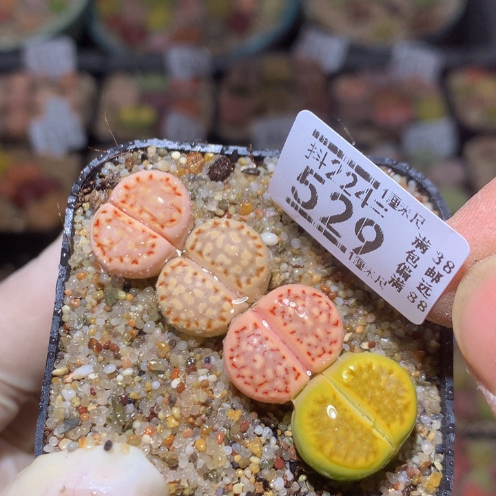 精品生石花224.529