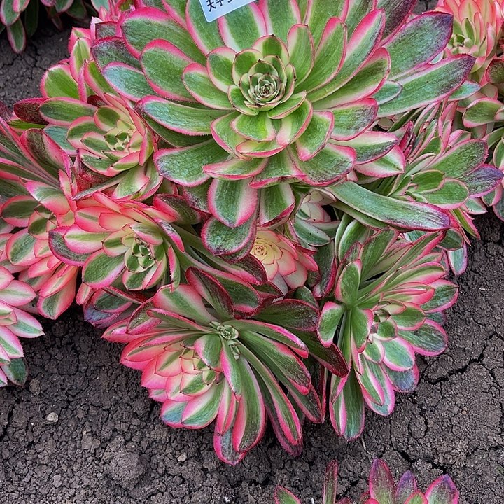 多肉荔枝763多肉