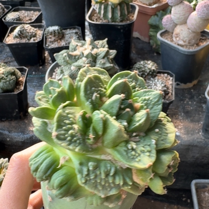 968怒涛杂牡丹仙人球