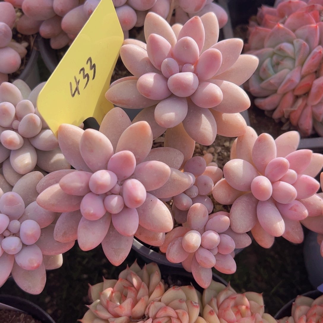 香玉的故事是一个人的故事