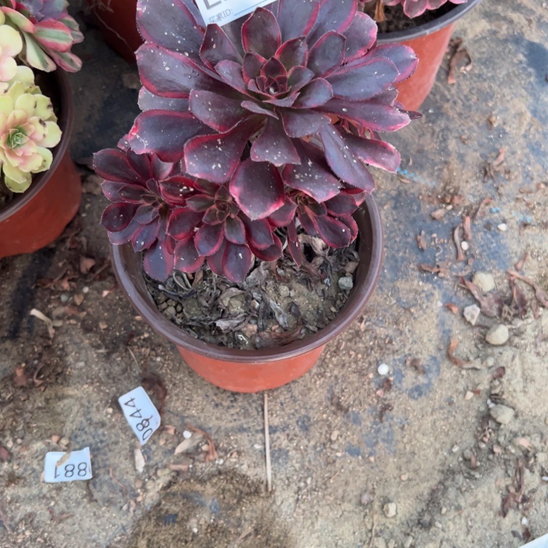 261丽娜多肉植物法师多肉