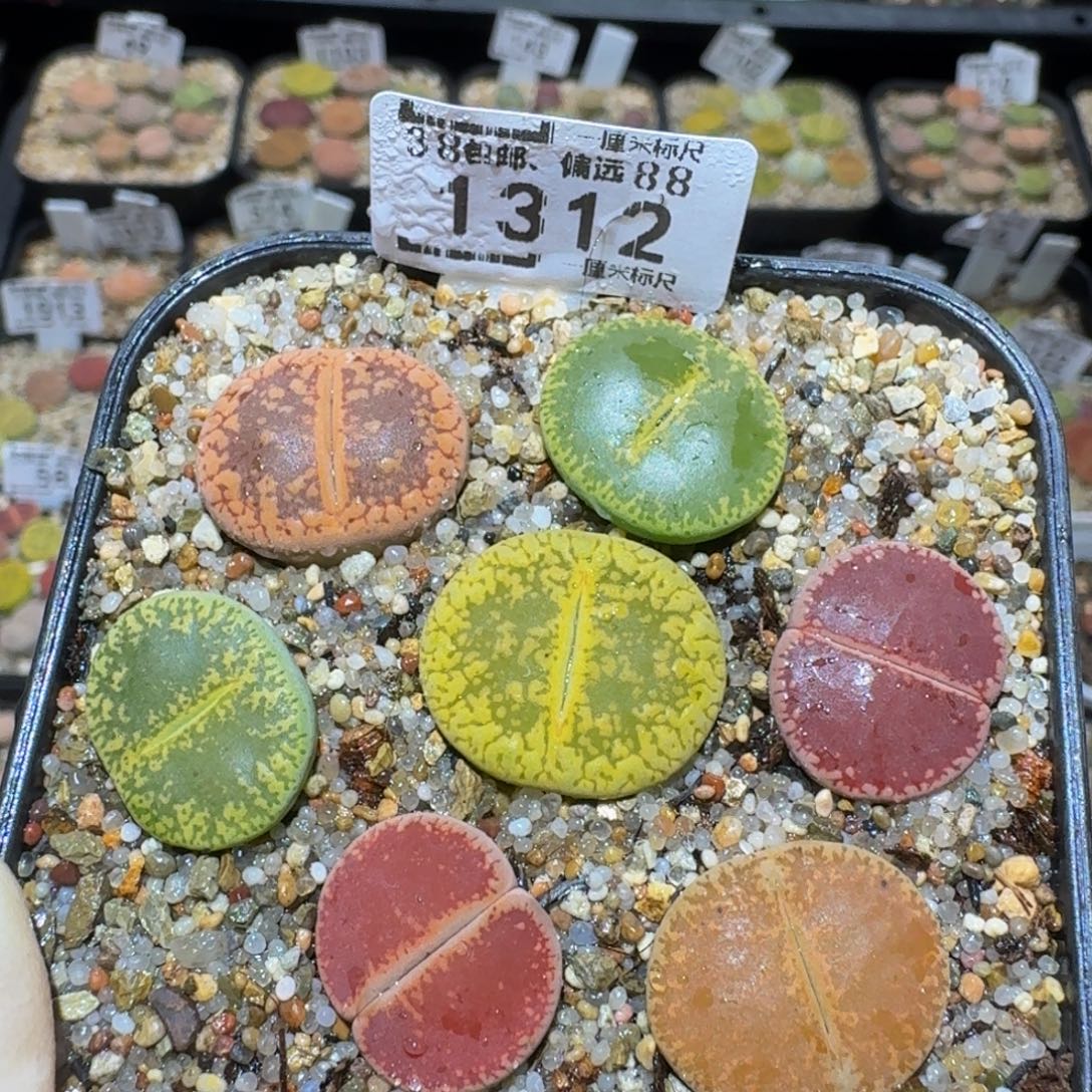 Ssss精品生石花1312