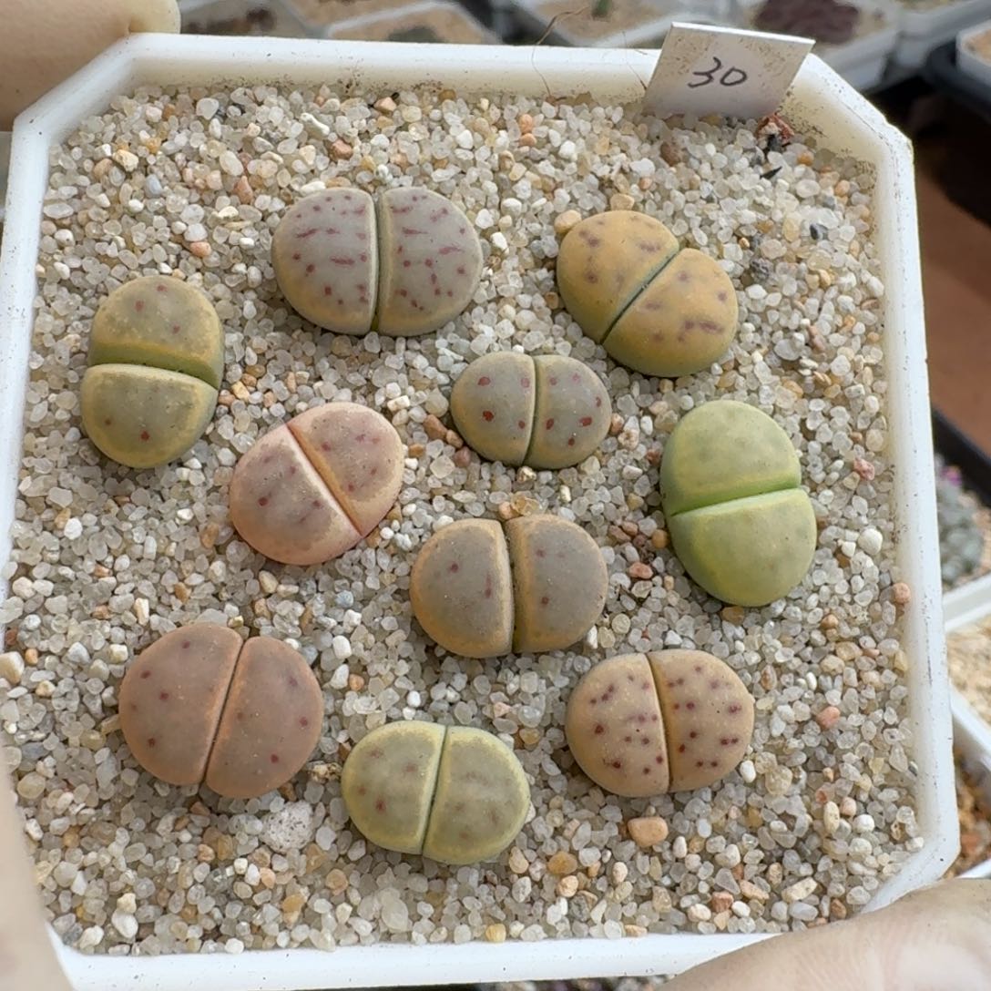 0927-018草莓惜春