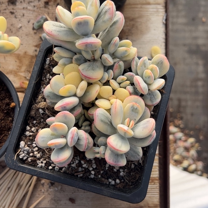 无花朵403号福娘锦龅牙