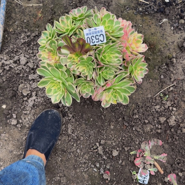 玉芙蓉花25-23包邮花花