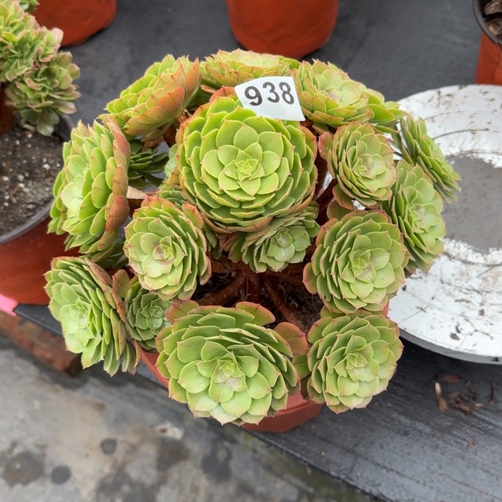 津***玮多肉植物沙拉碗938