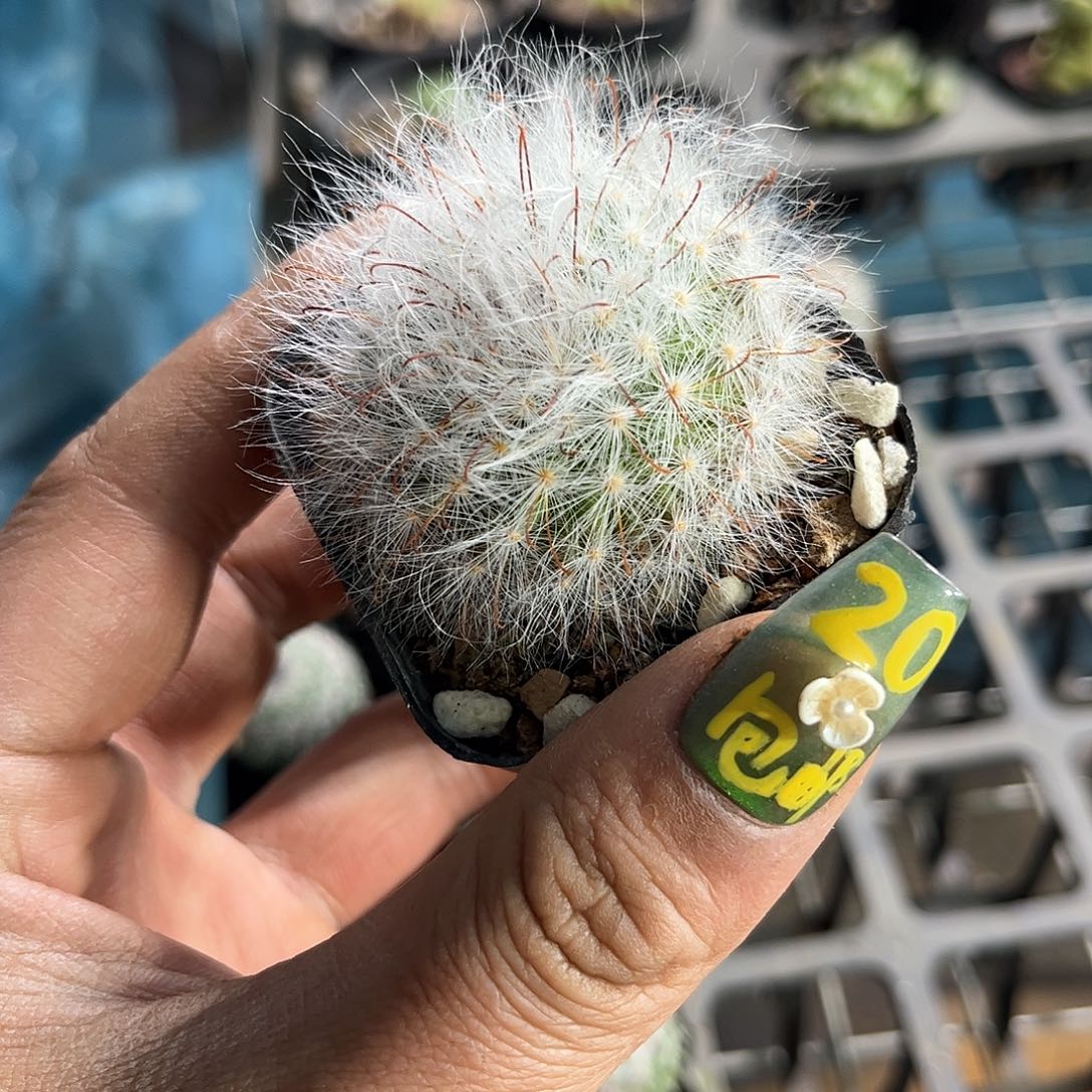 丽光殿单头发货有根