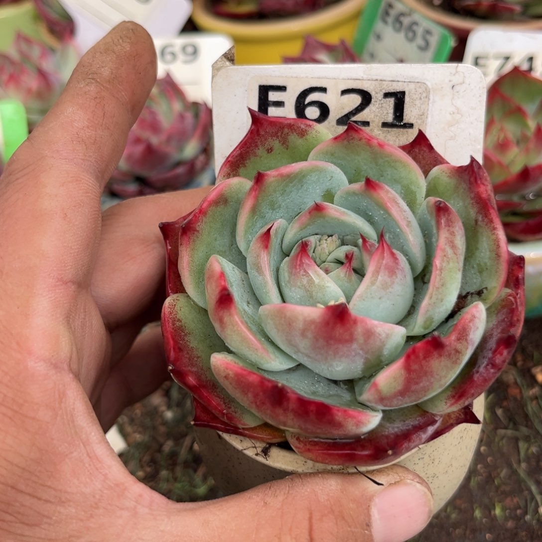 惊鸿一瞥621号多肉