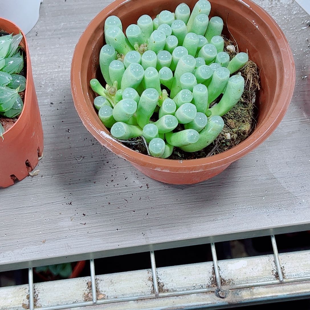 五十玉露补差价玉露