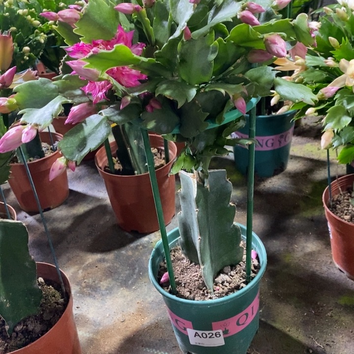 大部分花苞少量开放哦*牙026嫁接073