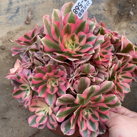 568女巫满25包邮多肉