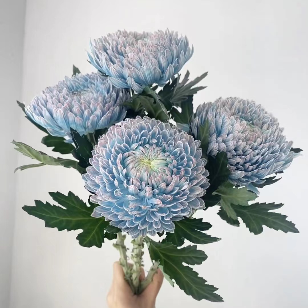 【一日不可无花专属】富贵牡丹球丨牡丹菊丰岛基地超长待机好养插花