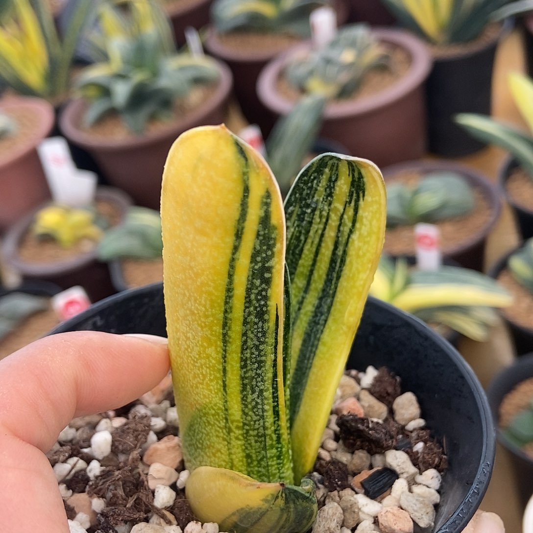 苔***阶123456卧牛转锦带盆发货