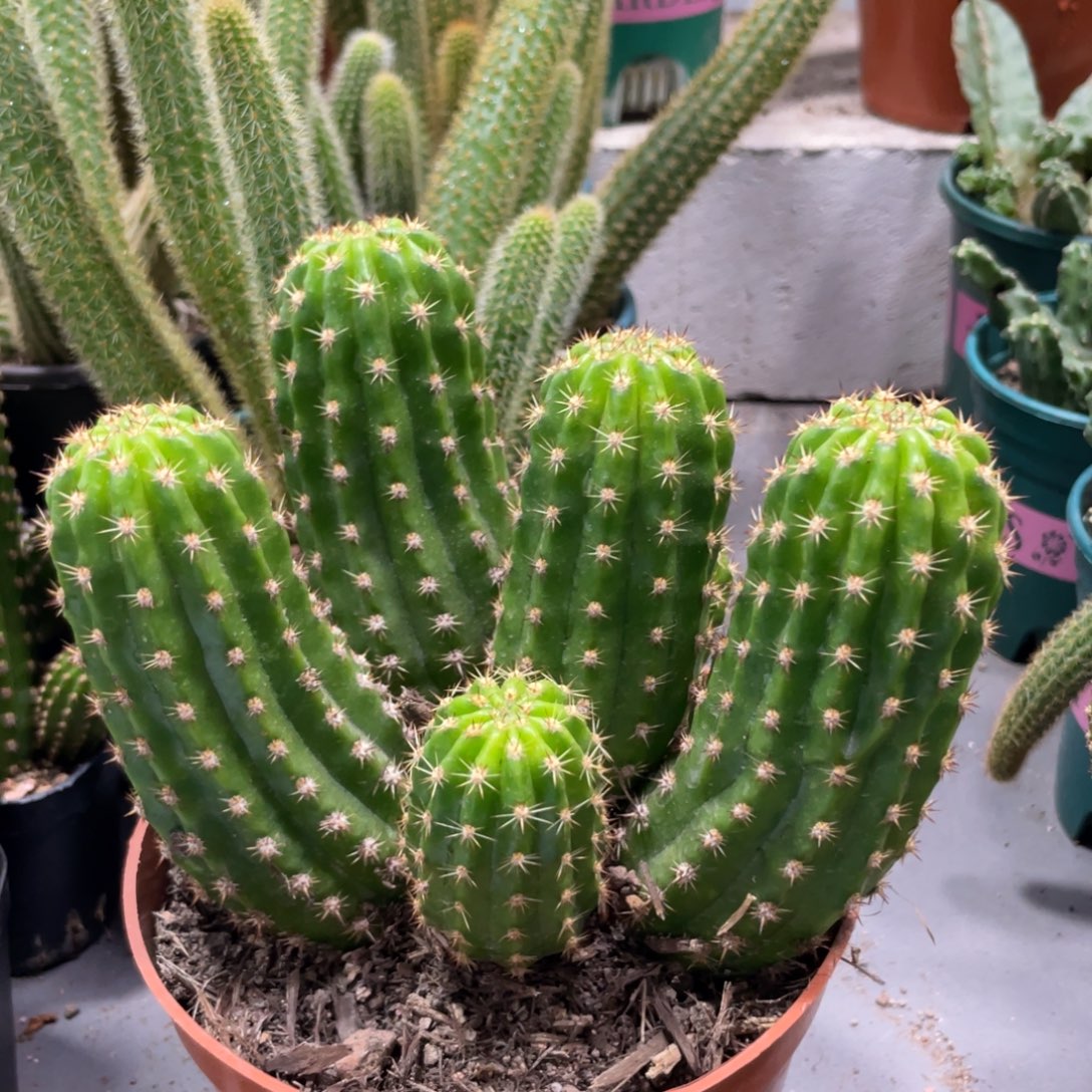 群生光阴新品一物一拍3