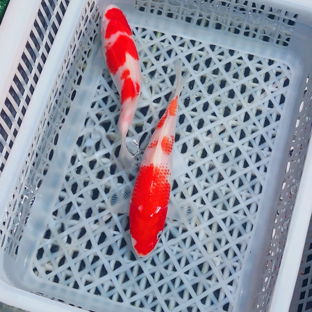 锦鲤锦鲤观赏鱼1111