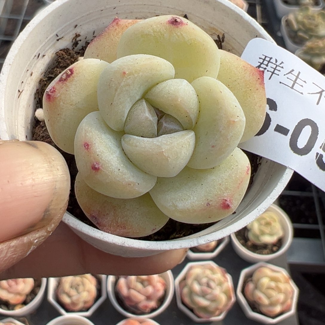 小卡拉米糖心一物一拍16-54