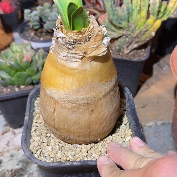 满38包邮2天凑单，脱土晾根发货多肉植物巨凤之卵