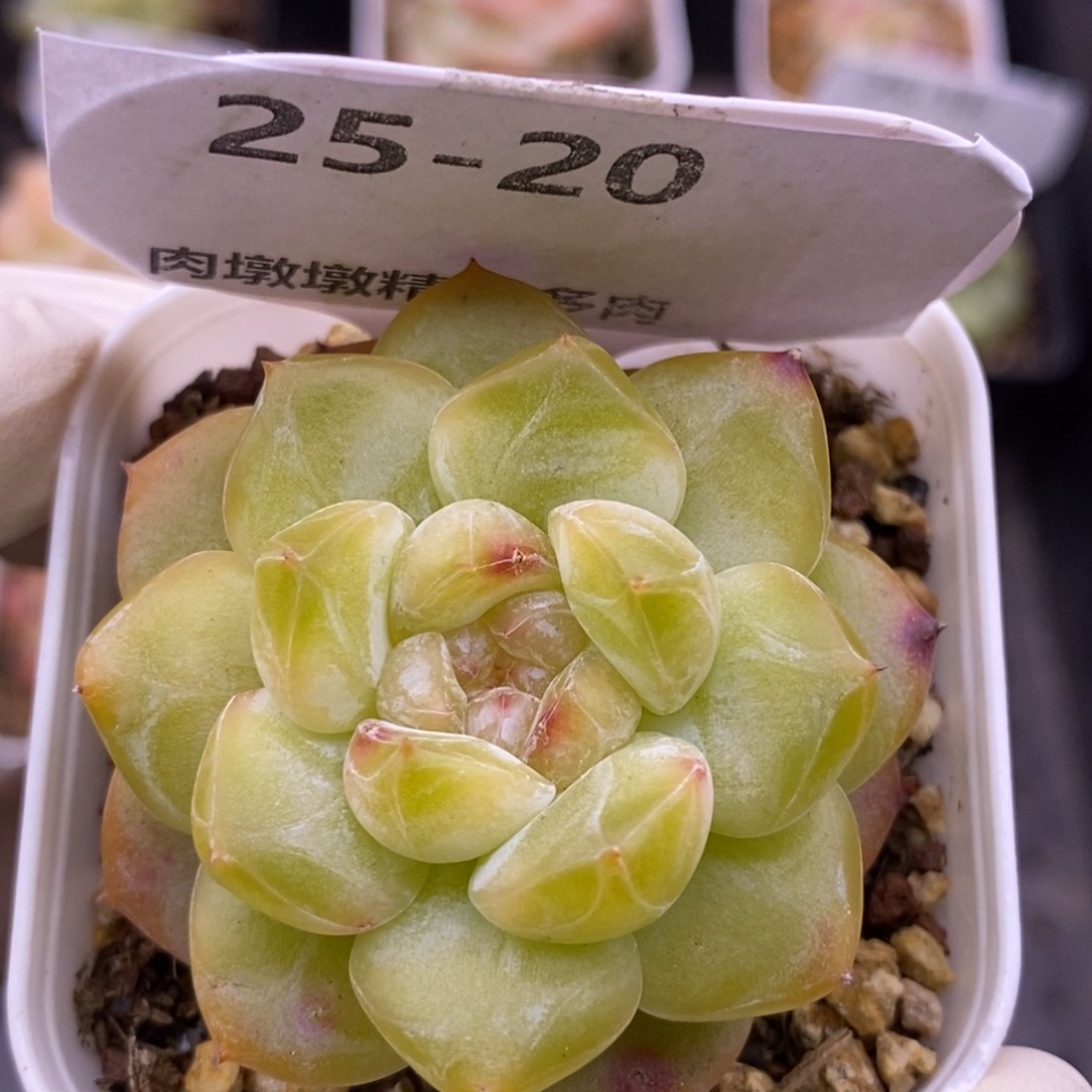 【闪购商品】25-20