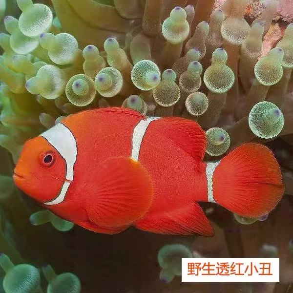 海水观赏鱼野生透红小丑鱼养定精检鱼秒颗粒顺丰包邮包损全品全纹