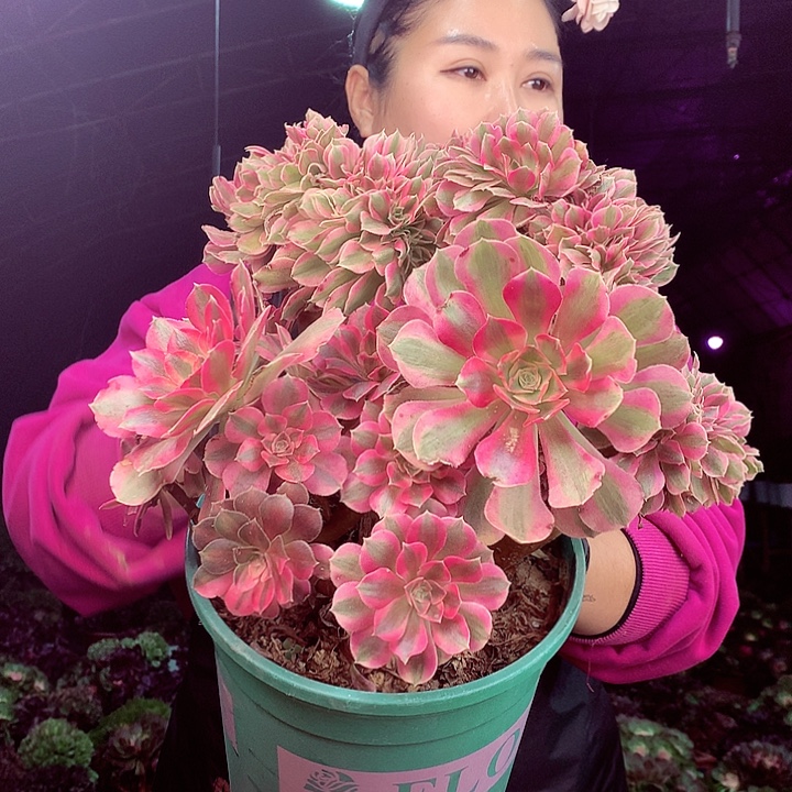 柒柒精品多肉脱土发货不包断侧枝911