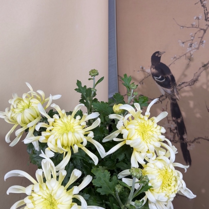 完全开放H999999999