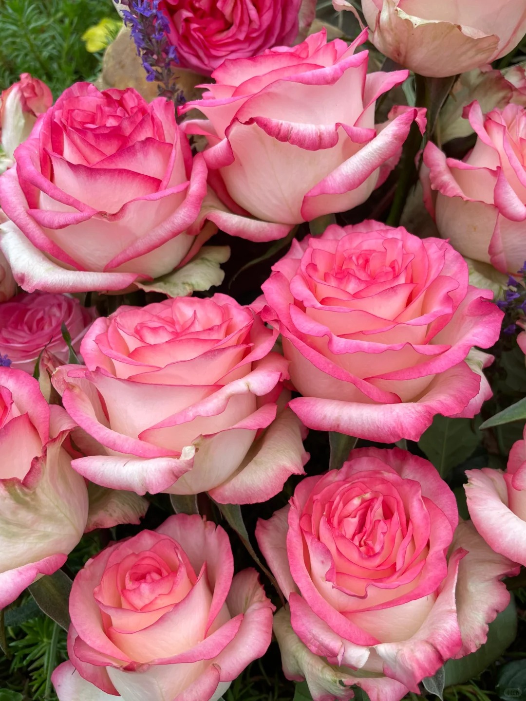 【艾莎】玫瑰花苗特大花带花苞花卉绿植物室内外