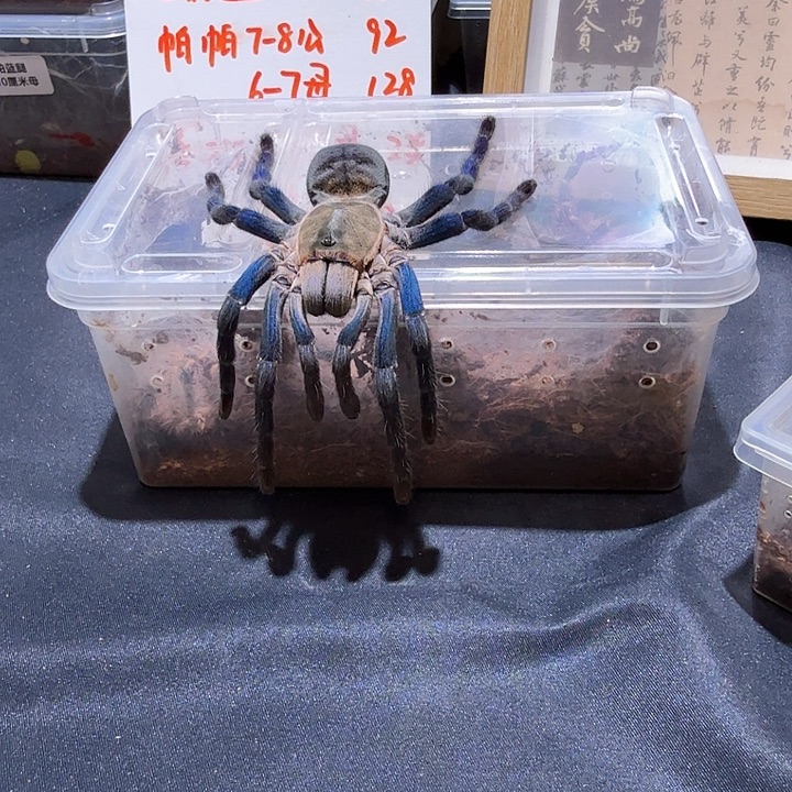 跳蛛金属蓝大个体标本