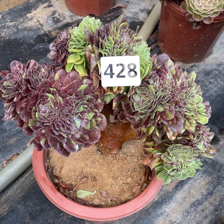 花月夜缀428号多肉植物