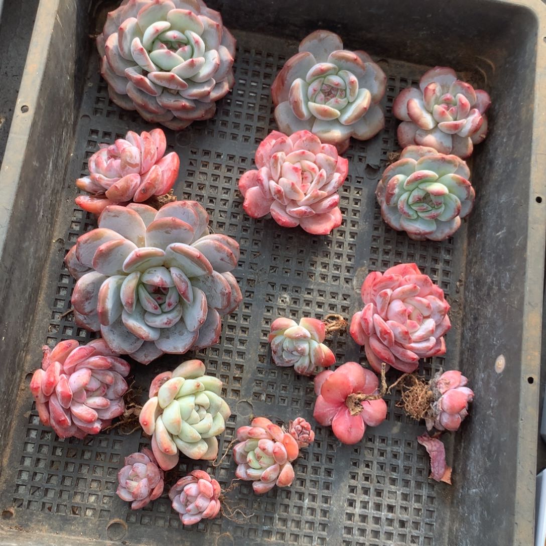 哈哈哈哈哈哈哈哈石榴籽冰玉