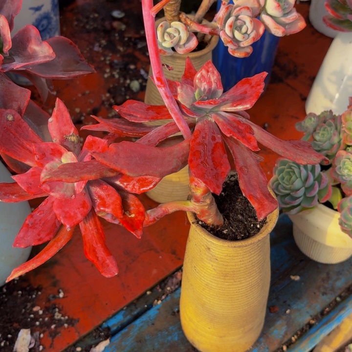 暄***老桩精品肉肉钻石锦