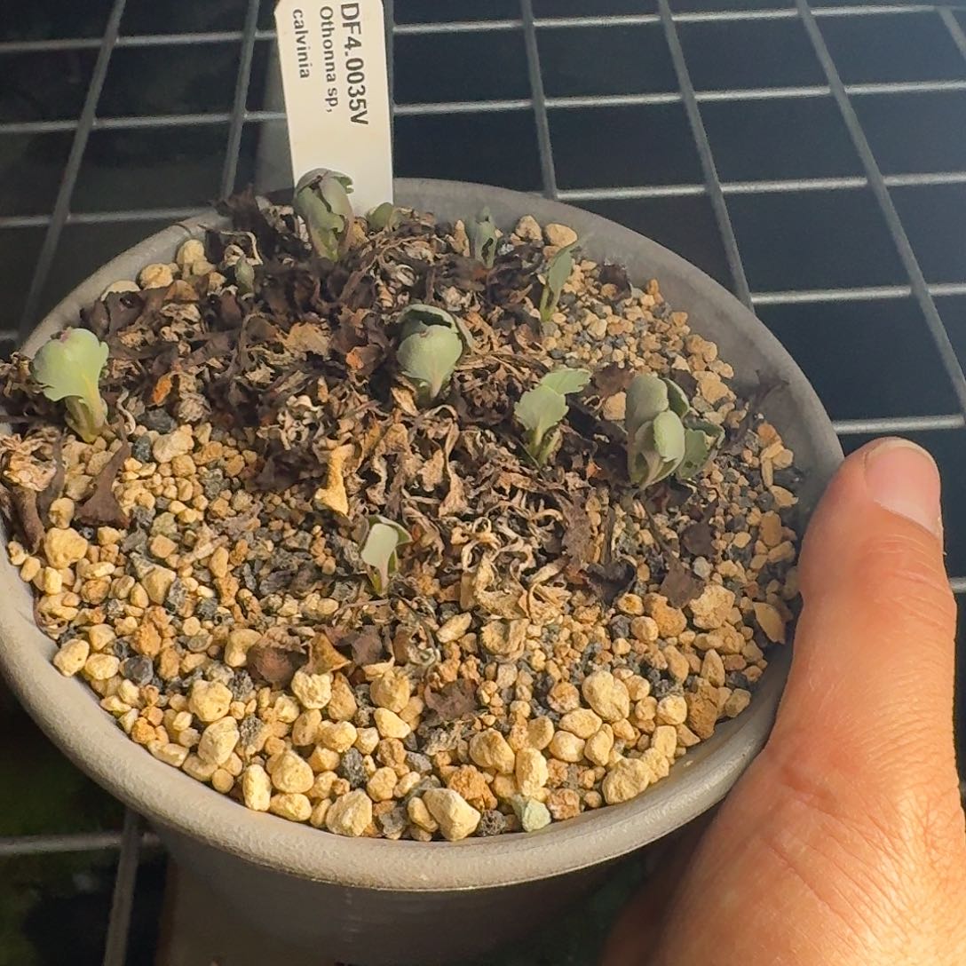 卡尔维尼亚厚敦菊整盆